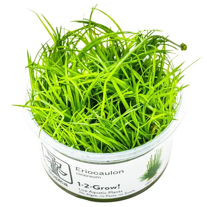 Tropica Eriocaulon cinereum 1-2-Grow
